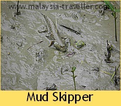 Mud skipper at Kukup Laut