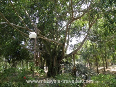 Hibiscus Garden at Labuan Botanical Garden
