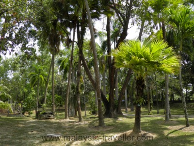 Palms in Labuan Botanical Garden