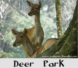 Deer Park, Kuala Lumpur