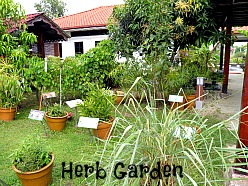 herb garden at Laman Padi Langkawi