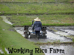 Laman Padi Langkawi ploughing