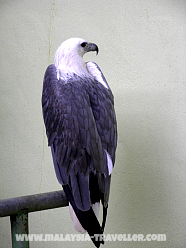 Birds of Prey at Langkawi Wildlife Park