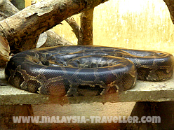 Python at Langkawi Bird Paradise