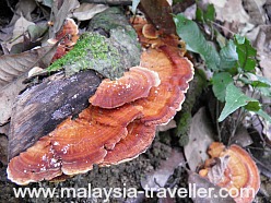 Fungus on Bukit Kiara Park trail