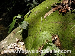 Mossy rock at Lembah Kiara Park