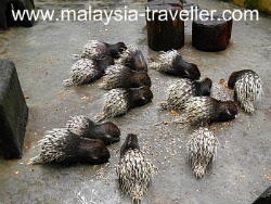 Porcupines at Animal Garden, Malaysia Agriculture Park