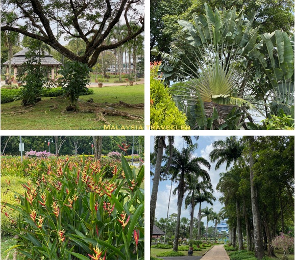 travellers palm, heliconia, palm trees
