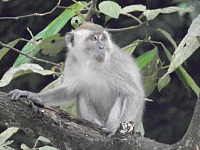 Malaysian National Parks Ampang Forest Reserve