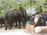 Malaysian National Parks Kuala Gandah Elephant Sanctuary