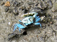 Malaysian National Parks Kuala Selangor Nature Park