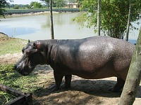 Malaysian National Parks Paya Indah Wetlands