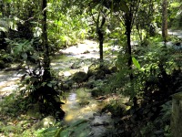 Malaysian National Parks Sungai Congkak