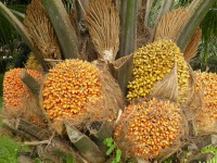 Malaysian National Parks Taman Warisan