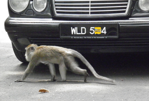 Malaysian-Vehicle-Registration-Plates-1.jpg