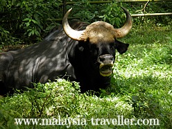 Malayan Gaur at Melaka Zoo