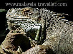 Iguana at Melaka Zoo