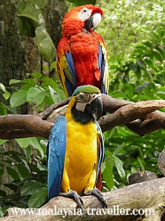 Macaws at Melaka Zoo