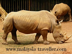 White Rhino at Melaka Zoo