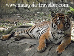 Malayan Tiger at Zoo Melaka