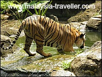 Melaka Zoo & Night Safari