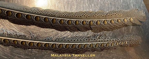pheasant tail feathers with round eye markings