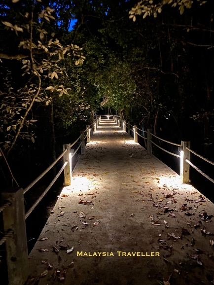 concrete walkway through the mangrove swamp