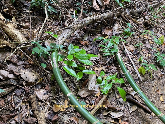 rattan vines, green and spikey
