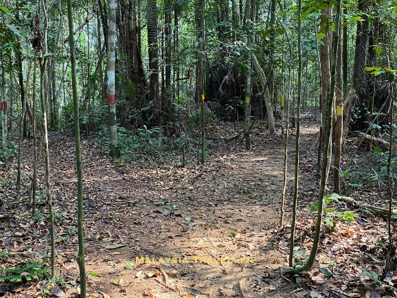 trails through the jungle