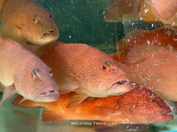 live fish swimming in a tank at the restaurant