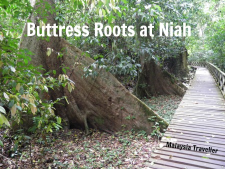 Niah Caves trees with buttress roots