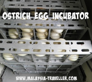 ostrich egg incubator ostrich egg incubator