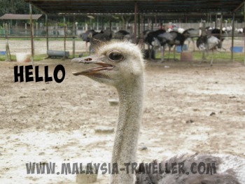 close up of ostrich close up of ostrich