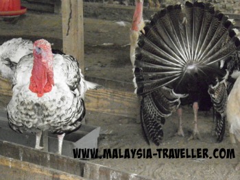 turkeys at ostrich wonderland turkeys at ostrich wonderland