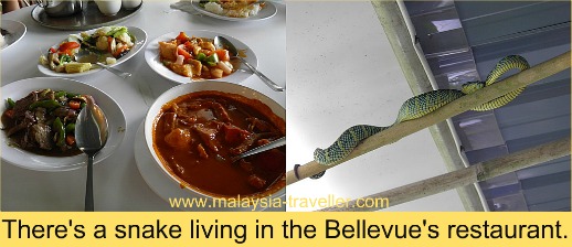 The resident snake at the Bellevue Penang Hill Hotel The resident snake at the Bellevue Penang Hill Hotel