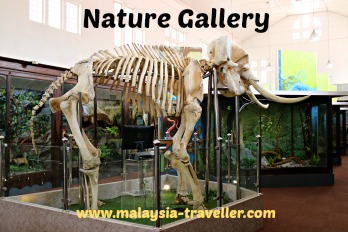 Perak Museum Nature Gallery Perak Museum Nature Gallery