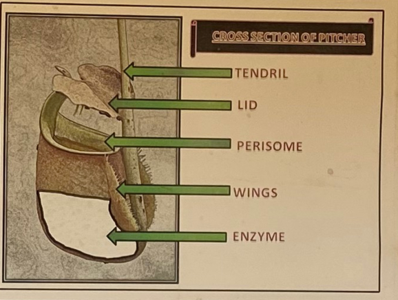 drawing of the main parts of a pitcher plant