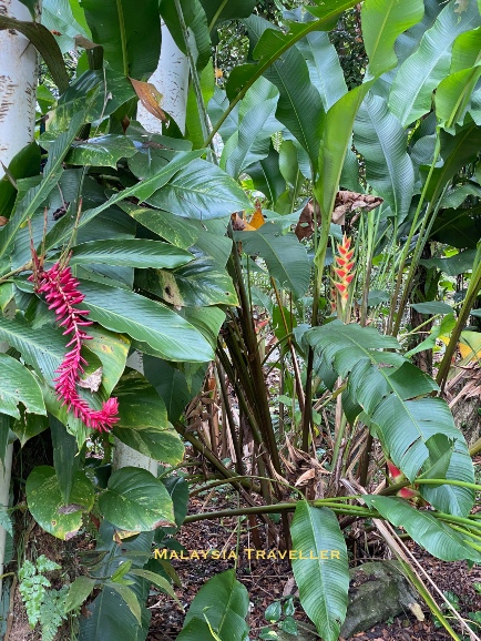 heliconia, ginger and other plants