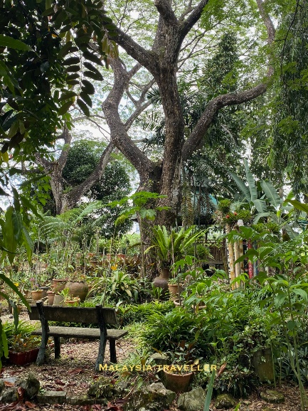 lush foliage and mature trees