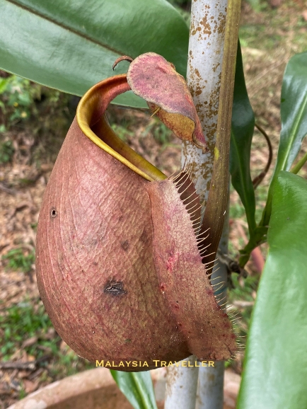 Nepenthes Bicalcarata possibly?