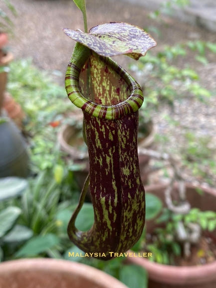 trumpet shaped pitcher plant