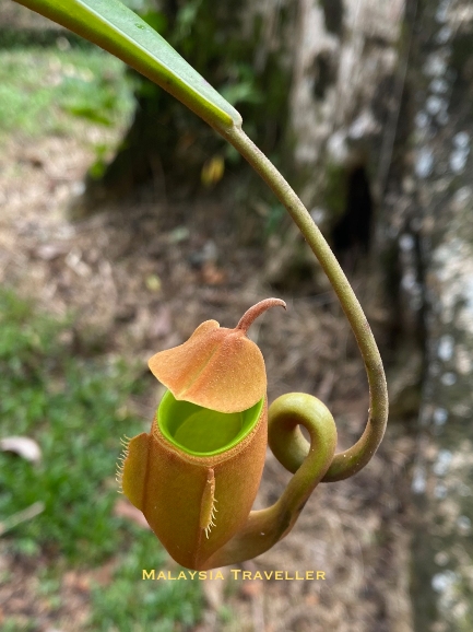 beautifully coloured pitcher plant