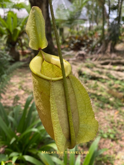 green coloured nepenthes