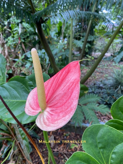 pink tropical flower