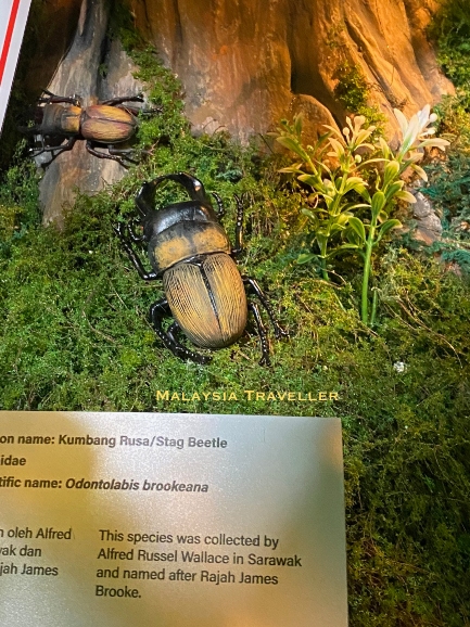 stag beetle odontolabis brookeana of the type collected by Alfred Russel Wallace and named after Rajah James Brooke