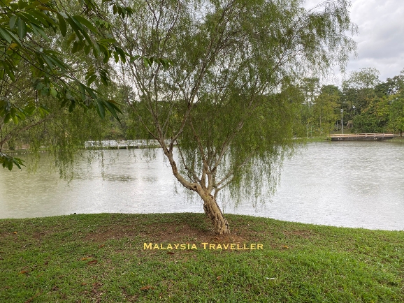 a willow style tree next to a lake