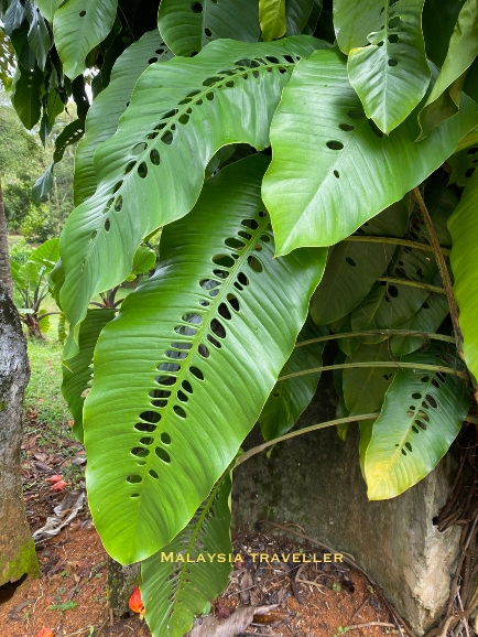 lush trpoical leaves with oval holes
