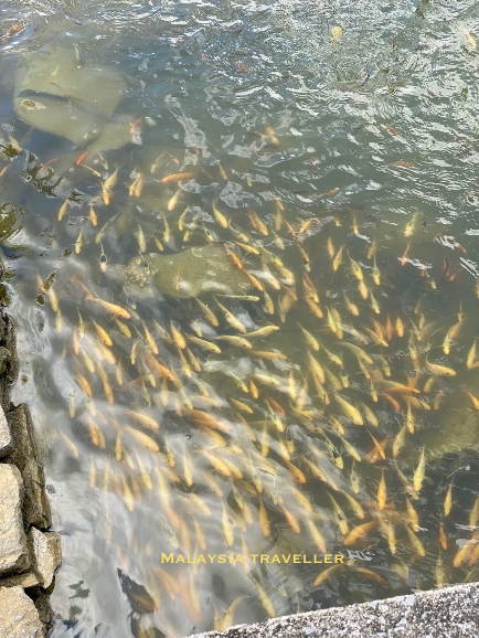 shoal of small orange and yellow carp