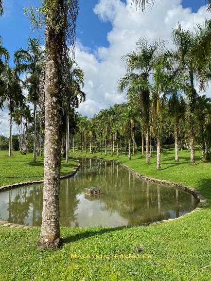 palm trees and water feature