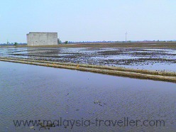 Paddy Fields and Swiftlet Farms at Sekinchan